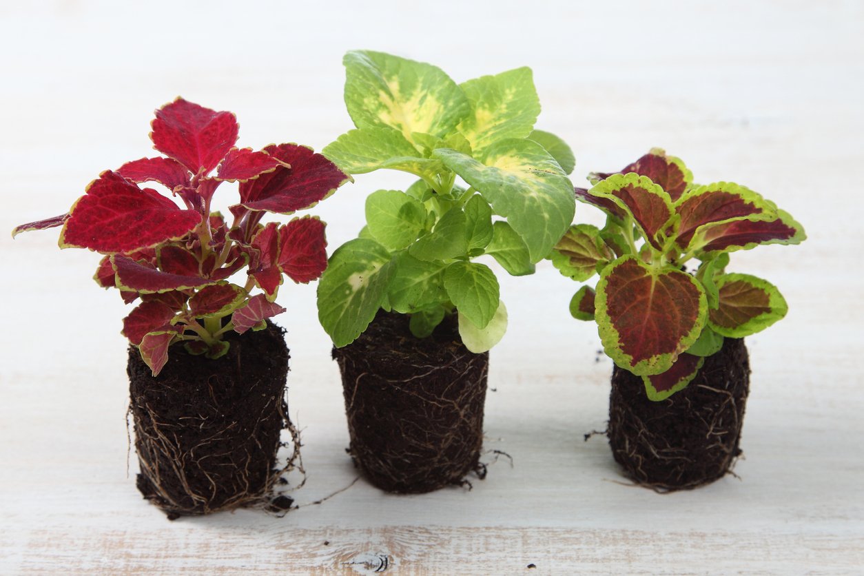 Africká kopřiva (Coleus x blumei) Africká kopřiva (Coleus x blumei)