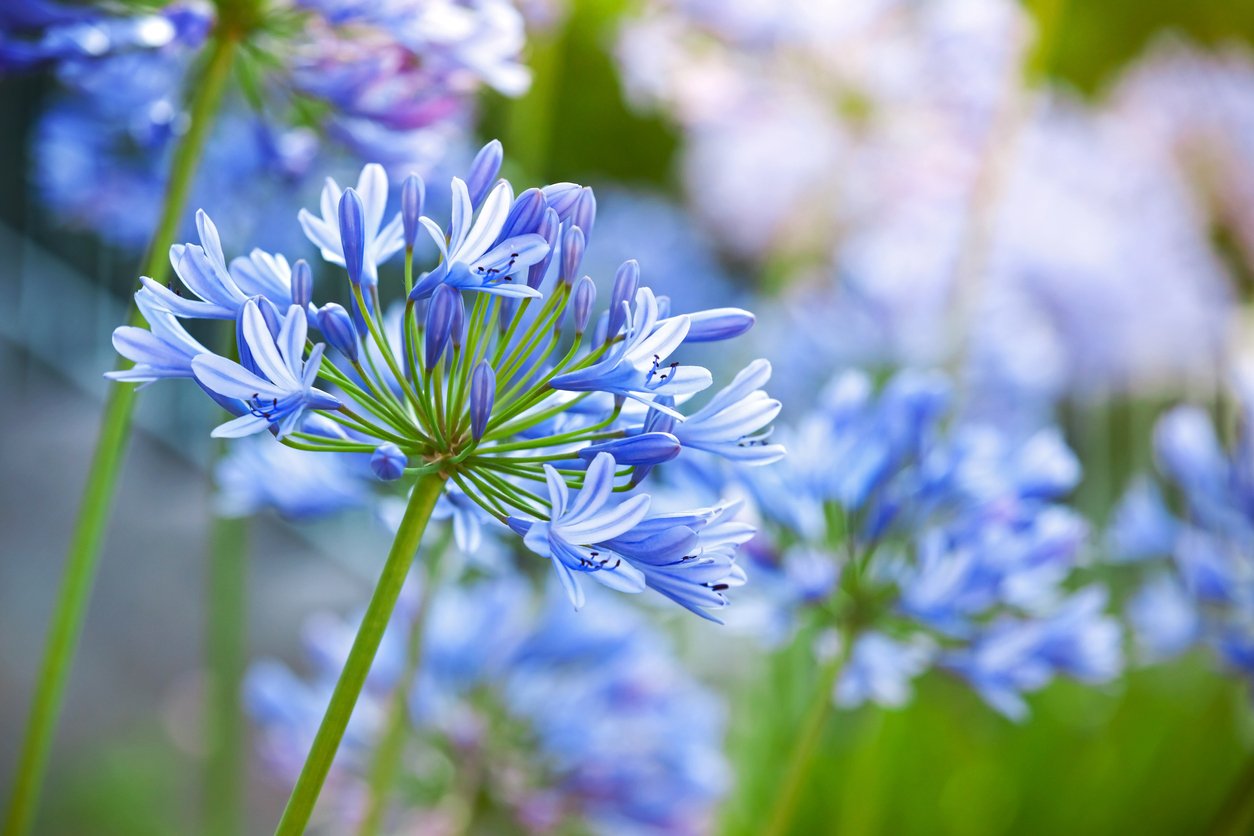 Kalokvět (Agapanthus) Kalokvět (Agapanthus)