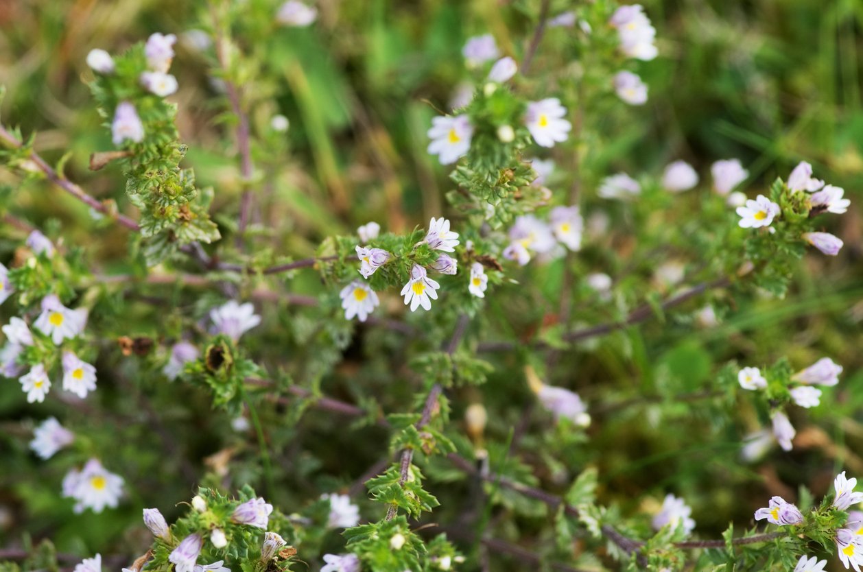 10 bylin proti podzimní depresi, únavě a stresu: světlík lékařský (Euphrasia officinalis i Euphrasia rostkoviana) 10 bylin proti podzimní depresi, únavě a stresu: světlík lékařský (Euphrasia officinalis i Euphrasia rostkoviana)