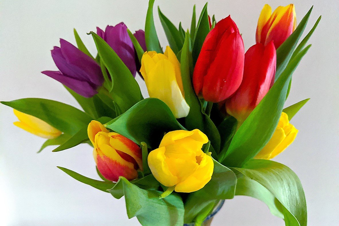Darujte květiny podle znamení horoskopu: ženám narozeným ve znameních Berana a Střelce imponuje kytice tulipánů Darujte květiny podle znamení horoskopu: ženám narozeným ve znameních Berana a Střelce imponuje kytice tulipánů