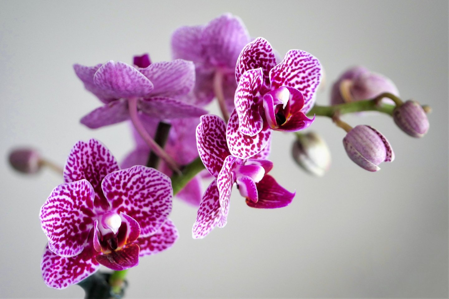 Darujte květiny podle znamení horoskopu: ženy Vodnářky milují originalitu a výjimečnost, takže vaší první volbou jsou exotické orchideje Darujte květiny podle znamení horoskopu: ženy Vodnářky milují originalitu a výjimečnost, takže vaší první volbou jsou exotické orchideje