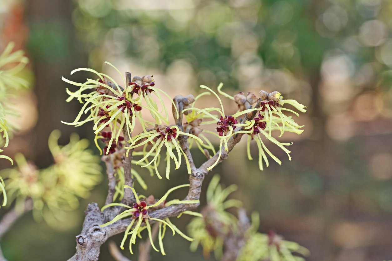Vilín (Hamamelis) Vilín (Hamamelis)