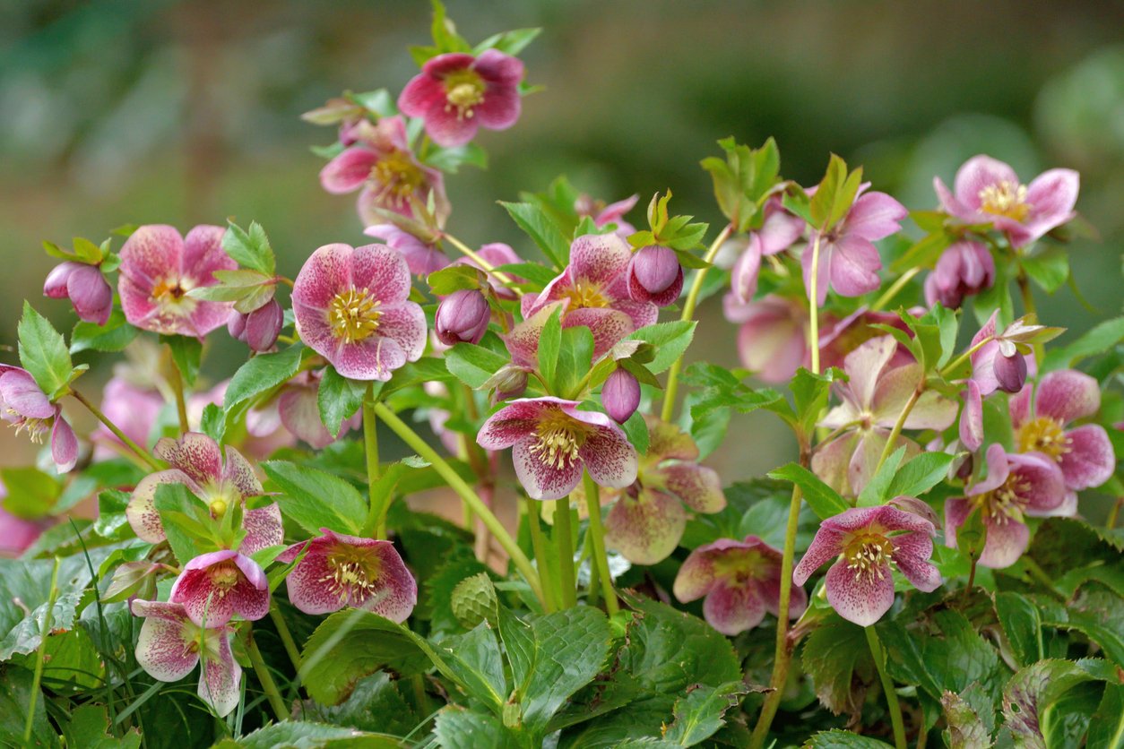Čemeřice černá (Helleborus niger) Čemeřice černá (Helleborus niger)