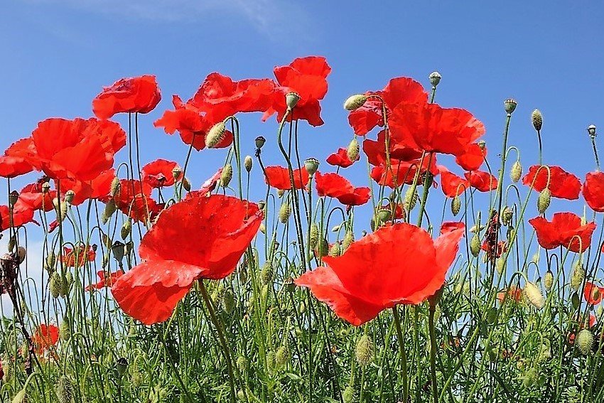10 bylin proti podzimní depresi, únavě a stresu Mák vlčí (Papaver rhoeas), obvykle nazývaný vlčí mák má sedativní účinky 10 bylin proti podzimní depresi, únavě a stresu Mák vlčí (Papaver rhoeas), obvykle nazývaný vlčí mák má sedativní účinky