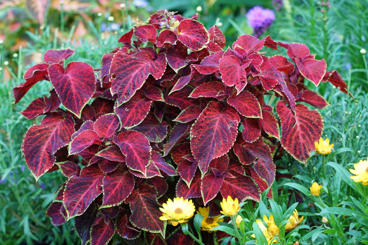 Africká kopřiva (Coleus x blumei) Africká kopřiva (Coleus x blumei)