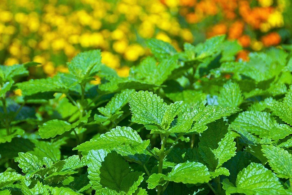 10 bylin proti podzimní depresi, únavě a stresu: meduňka lékařská (Melissa officinalis) je účinnou první pomocí při stresu, nervozitě a únavě 10 bylin proti podzimní depresi, únavě a stresu: meduňka lékařská (Melissa officinalis) je účinnou první pomocí při stresu, nervozitě a únavě