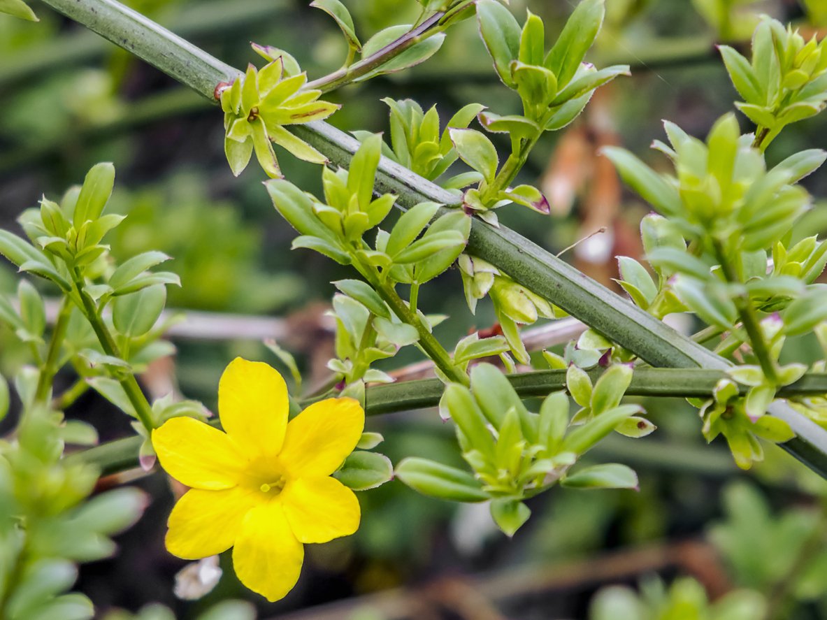 Jasmín nahokvětý (Jasminum nudiflorum) Jasmín nahokvětý (Jasminum nudiflorum)