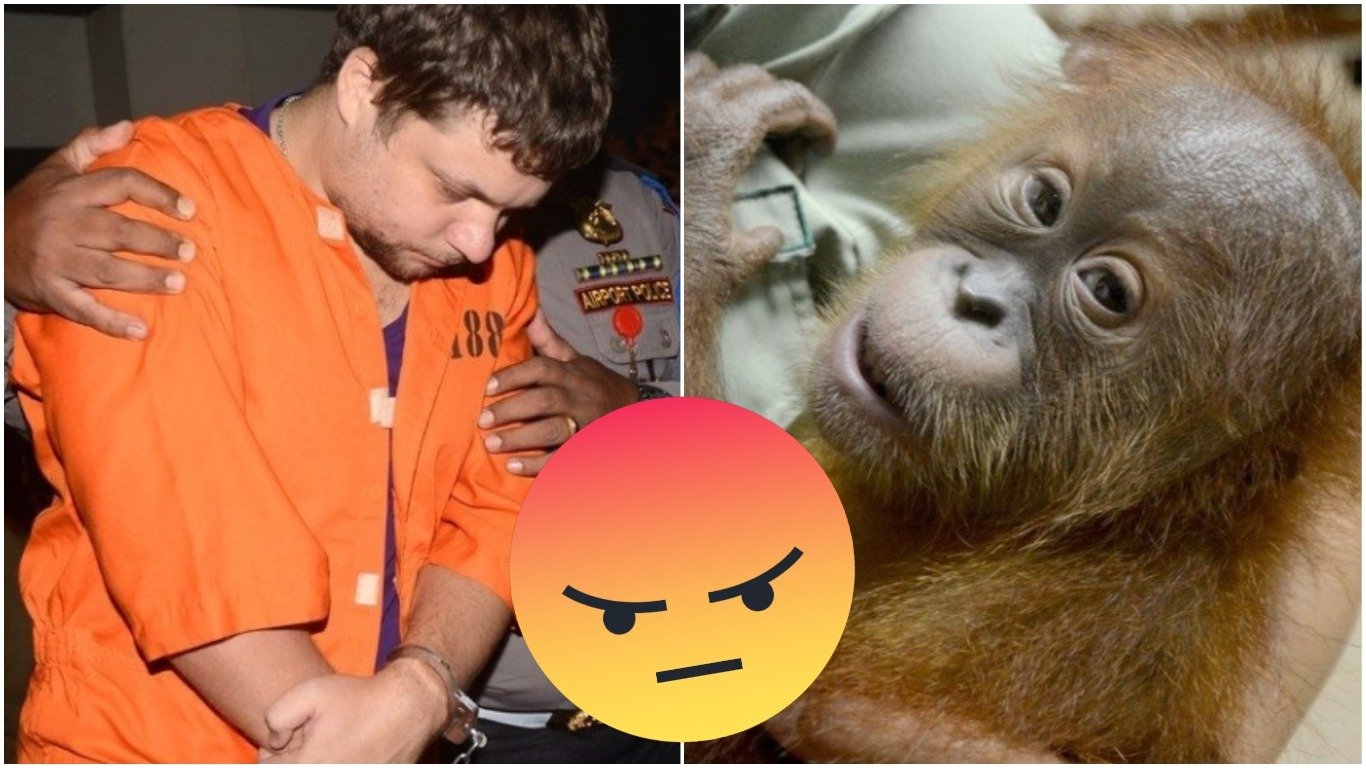 Rus pašoval mládě orangutana 5 Rus pašoval mládě orangutana 5