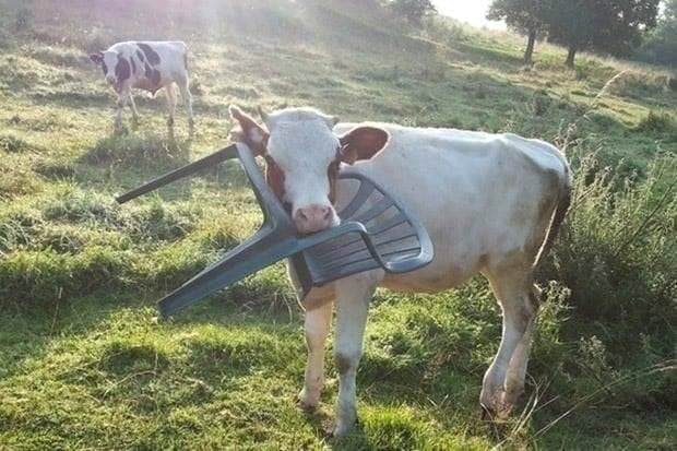 Krávy, které neměly svůj den 1 Krávy, které neměly svůj den 1
