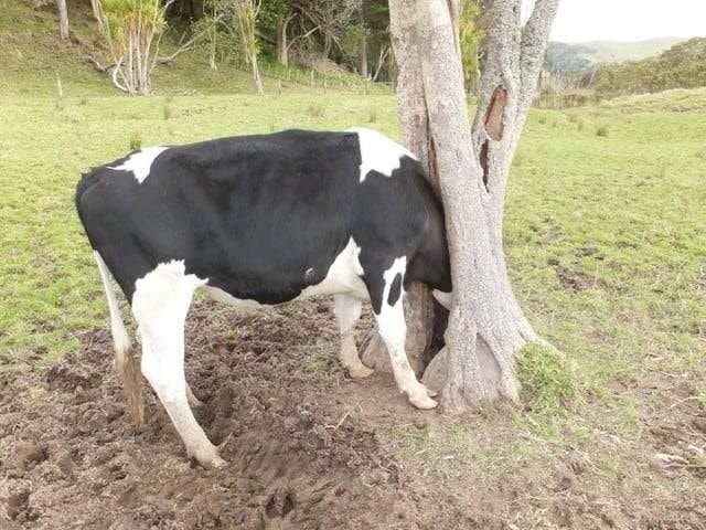 Krávy, které neměly svůj den 8 Krávy, které neměly svůj den 8
