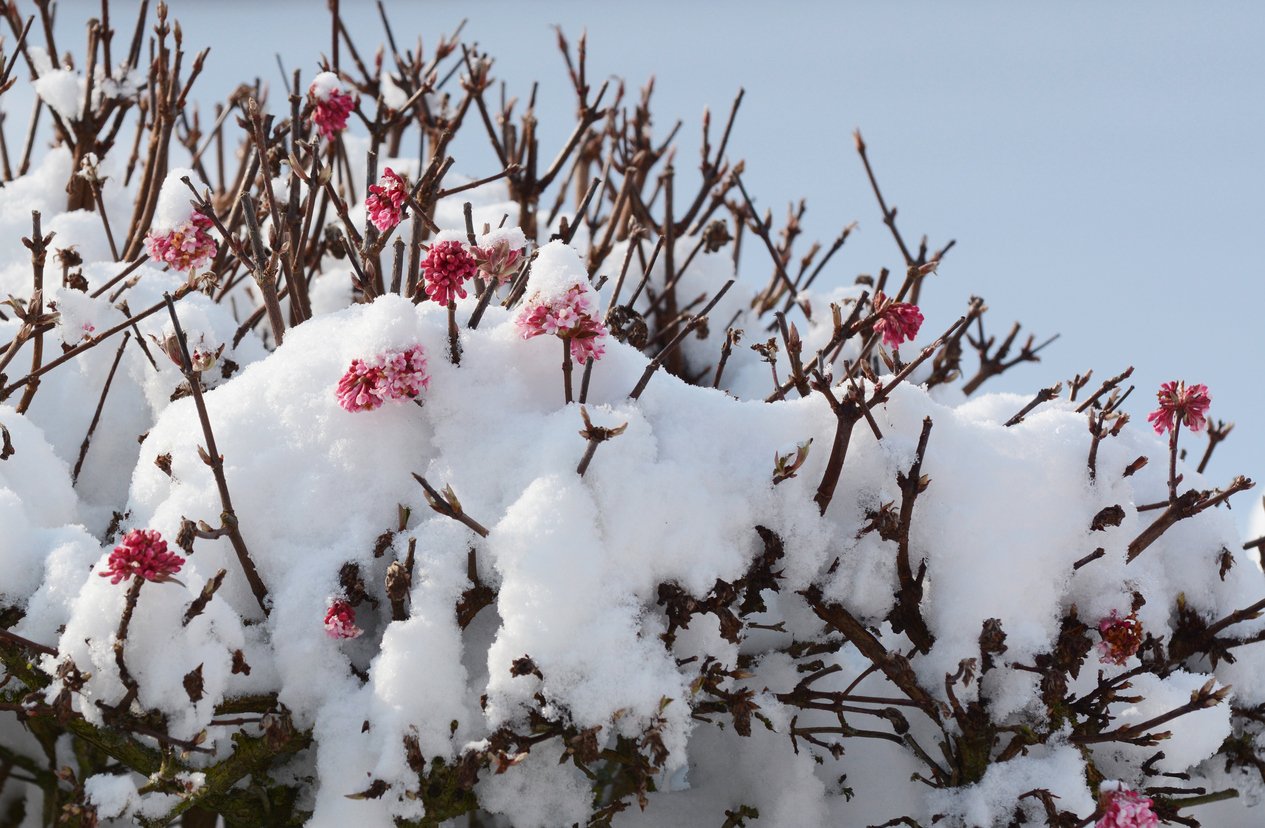 Kalina růžová neboli bodnantská (Viburnum bodnantense) Kalina růžová neboli bodnantská (Viburnum bodnantense)
