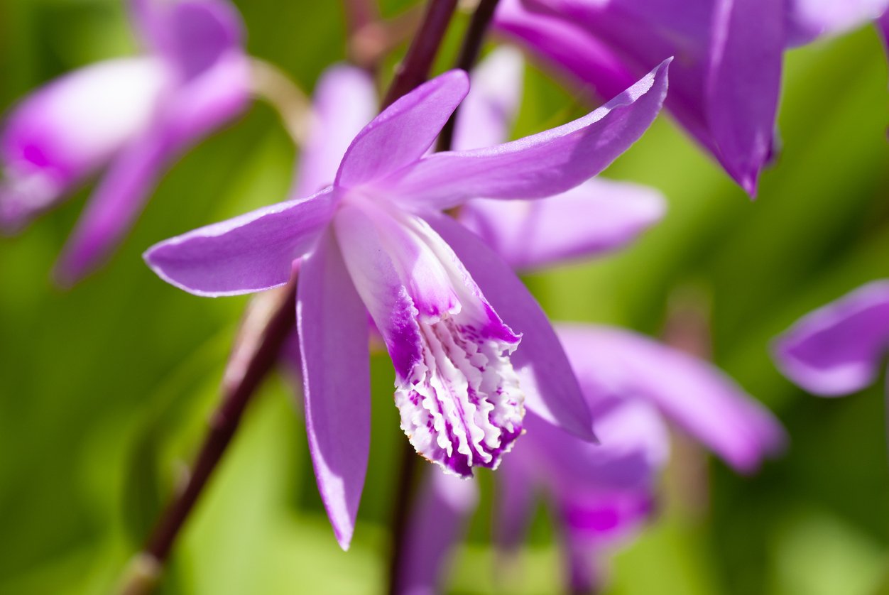 Orchidej vzpřímená (Bletilla Striata) Orchidej vzpřímená (Bletilla Striata)