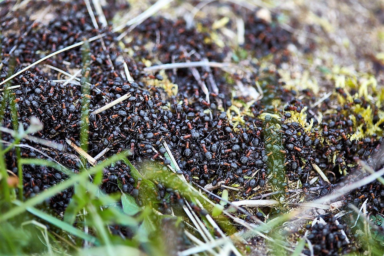 Jak využít jedlou sodu na zahradě při pěstování růží, muškátů, rajčat a okurek: i když mají mravenci jsou v přírodě užiteční, na zahradě z nich nadšeni z nic nebýváme, a tak na místa, kde se často vyskytují nasypeme sodu Jak využít jedlou sodu na zahradě při pěstování růží, muškátů, rajčat a okurek: i když mají mravenci jsou v přírodě užiteční, na zahradě z nich nadšeni z nic nebýváme, a tak na místa, kde se často vyskytují nasypeme sodu