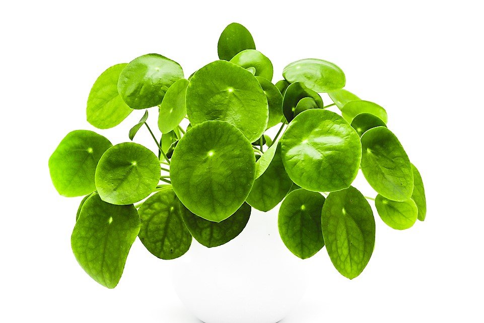 Nejlepší důvody, proč mít doma rostliny: nenápadná pilea funguje skvěle jako pračka vzduchu Nejlepší důvody, proč mít doma rostliny: nenápadná pilea funguje skvěle jako pračka vzduchu