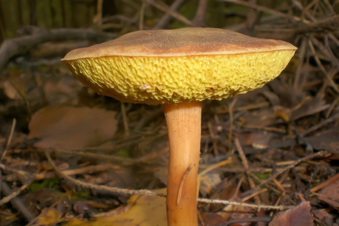 10 nejznámějších hub našich lesů: hřib hnědý lze zaměnit např. za hřib neboli suchohřib plstnatý (Xerocomus subtomentosus) 10 nejznámějších hub našich lesů: hřib hnědý lze zaměnit např. za hřib neboli suchohřib plstnatý (Xerocomus subtomentosus)