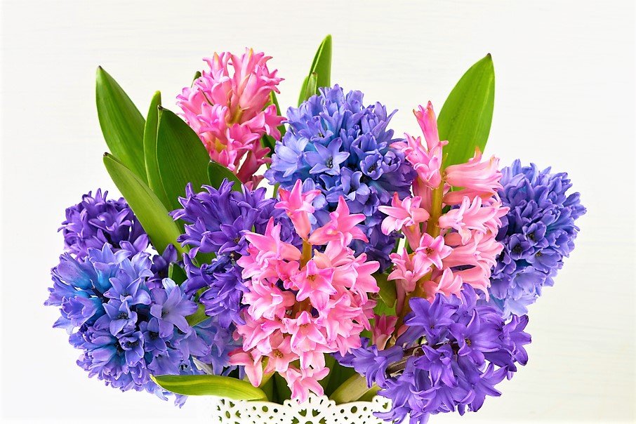 Darujte květiny podle znamení horoskopu: voňavé hyacinty jsou trefou do černého pro ženy narozené ve znamení Střelce. Darujte květiny podle znamení horoskopu: voňavé hyacinty jsou trefou do černého pro ženy narozené ve znamení Střelce.