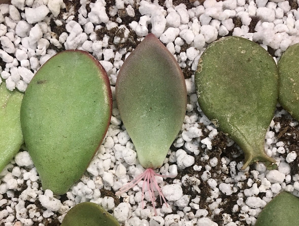 Tlustice (Crassula ovata) Tlustice (Crassula ovata)