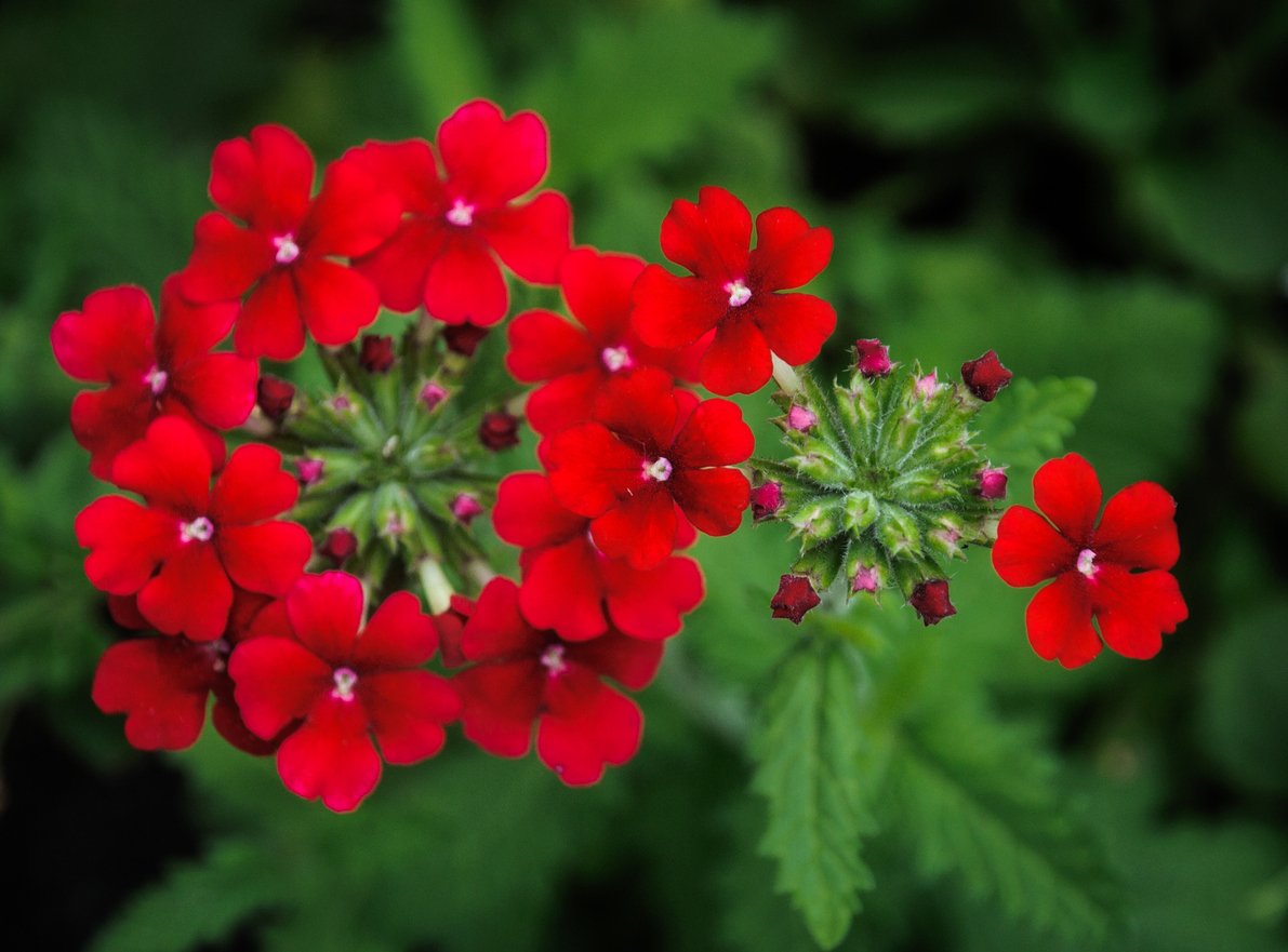Zářivě červená verbena Zářivě červená verbena