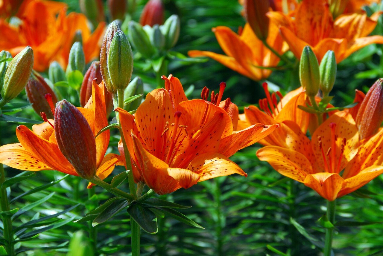 Lilie v zahradě: většinou uprostřed června rozkvétají asijské hybridní lilie; kultivar Orange Pixie® Lilie v zahradě: většinou uprostřed června rozkvétají asijské hybridní lilie; kultivar Orange Pixie®