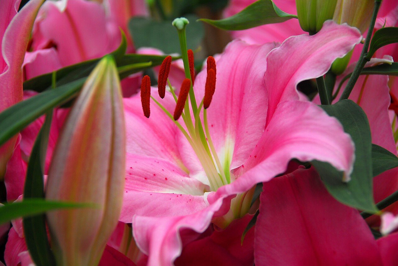 Lilie v zahradě: orientální hybridy lilií vykvétají v druhé půli července až počátkem srpna; kultivar Pink Expression Lilie v zahradě: orientální hybridy lilií vykvétají v druhé půli července až počátkem srpna; kultivar Pink Expression