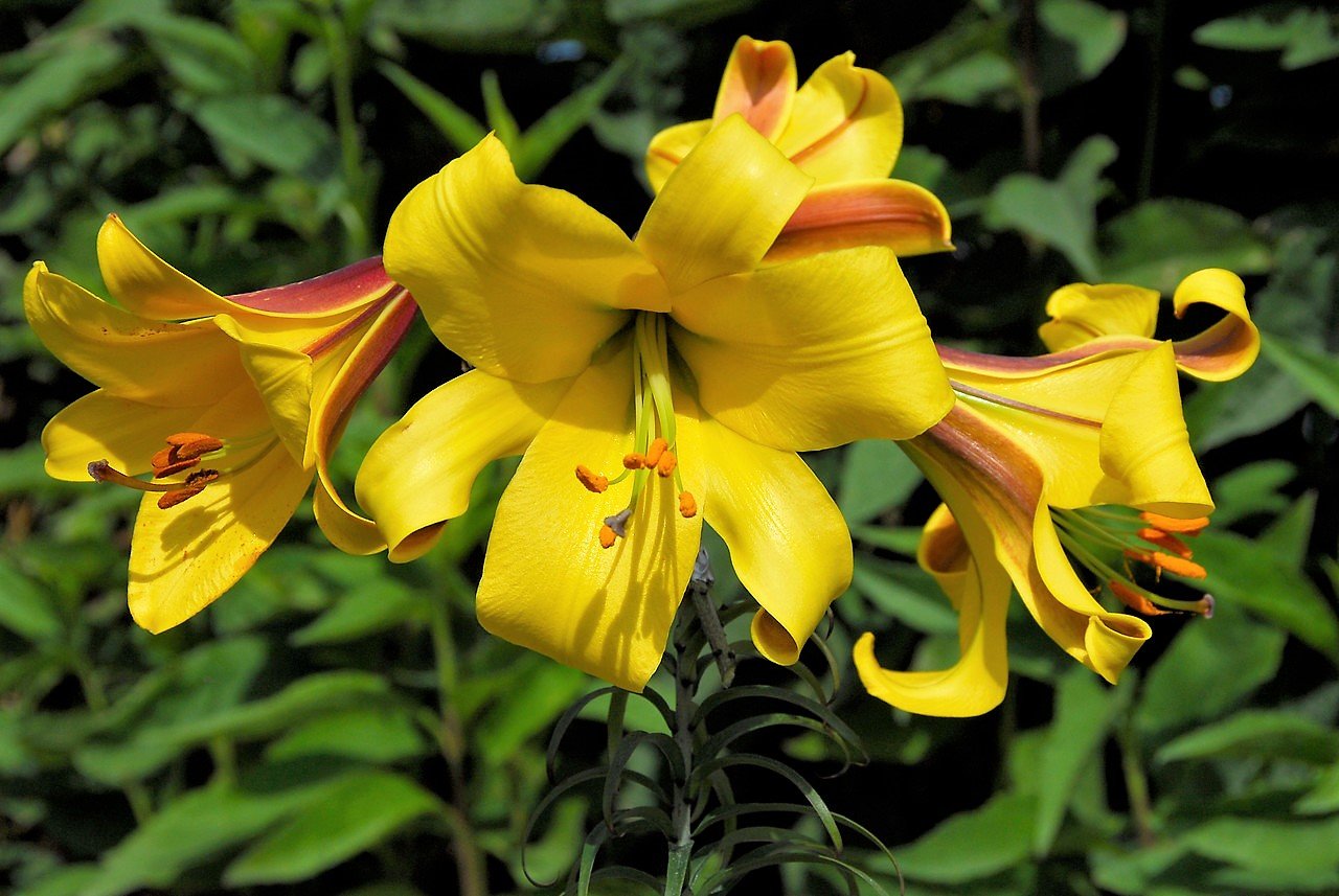 Lilie v zahradě: na přelomu června a července rozkvétají trubkovité (trumpetové) hybridy lilií; kultivar Golden Splendour Lilie v zahradě: na přelomu června a července rozkvétají trubkovité (trumpetové) hybridy lilií; kultivar Golden Splendour