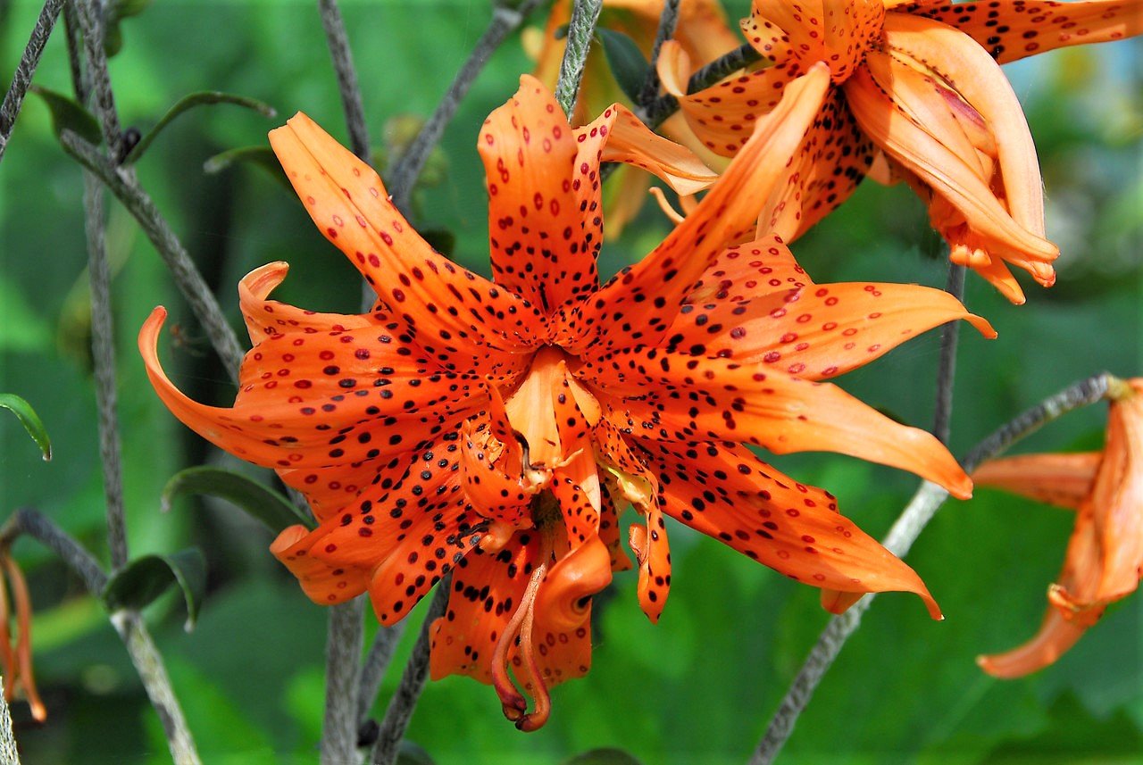 Lilie v zahradě: na začátku září se objevují květy hybridní lilie druhu speciosum neboli lilie nádherné; kultivar Flore Pleno Lilie v zahradě: na začátku září se objevují květy hybridní lilie druhu speciosum neboli lilie nádherné; kultivar Flore Pleno