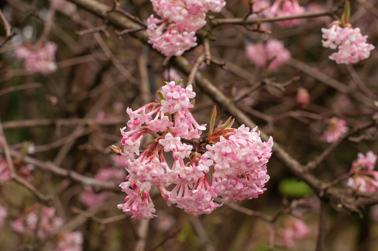 Kalina růžová neboli bodnantská (Viburnum bodnantense) Kalina růžová neboli bodnantská (Viburnum bodnantense)