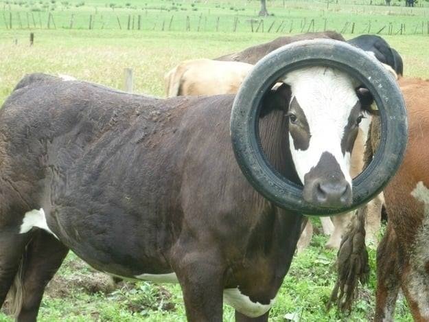 Krávy, které neměly svůj den 4 Krávy, které neměly svůj den 4