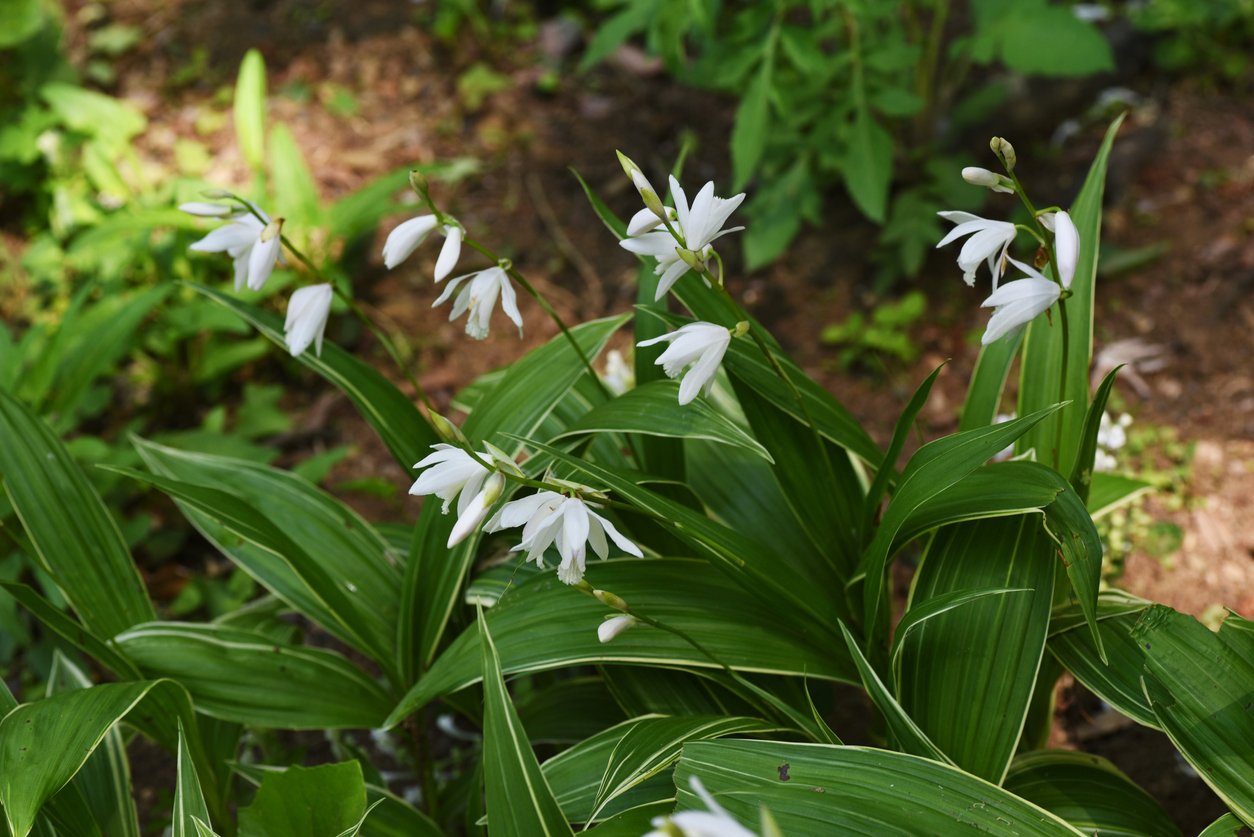 Orchidej vzpřímená (Bletilla Striata) Orchidej vzpřímená (Bletilla Striata)