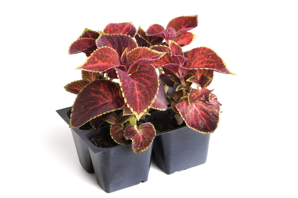 Africká kopřiva (Coleus x blumei) Africká kopřiva (Coleus x blumei)