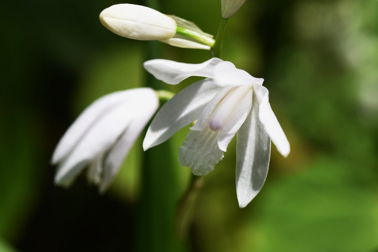 Orchidej vzpřímená (Bletilla Striata) Orchidej vzpřímená (Bletilla Striata)