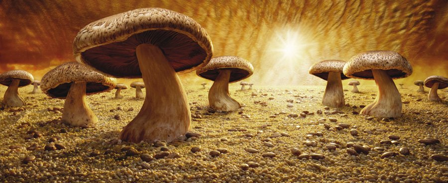 Krajinky z jídla - houbová savana Krajinky z jídla - houbová savana