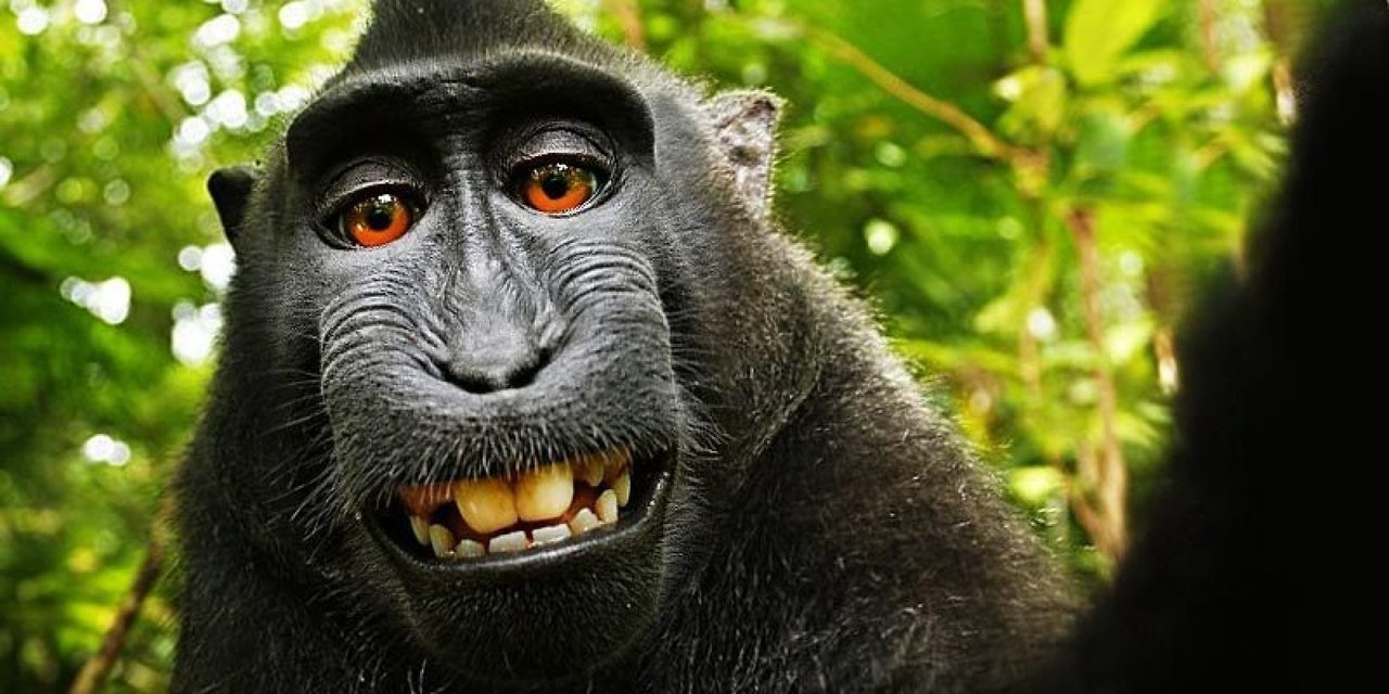 Zvířecí selfíčka... Jsou hitem internetu - Obrázek 21 Zvířecí selfíčka... Jsou hitem internetu - Obrázek 21