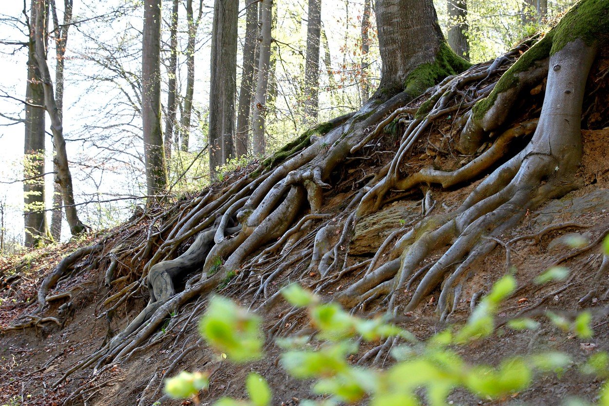Nature art - Obrázek 5 Nature art - Obrázek 5
