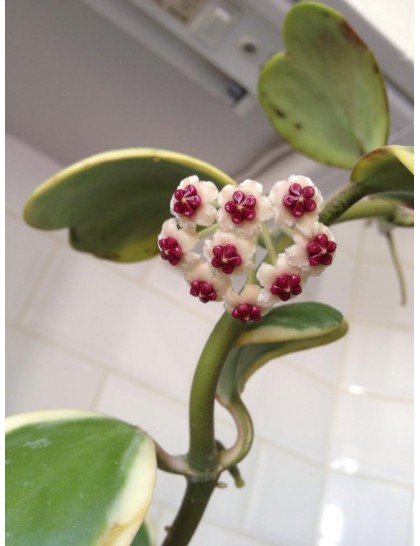 Valentýnská voskovka (Hoya kerrii) Valentýnská voskovka (Hoya kerrii)