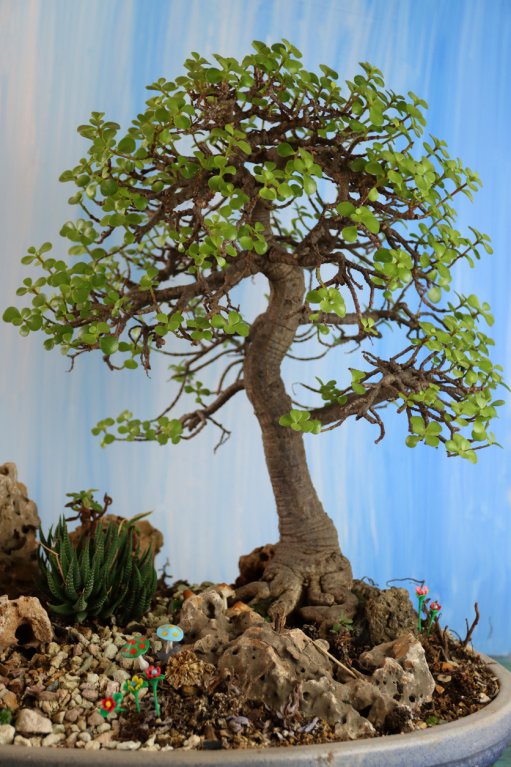 Tlustice (Crassula ovata) Tlustice (Crassula ovata)