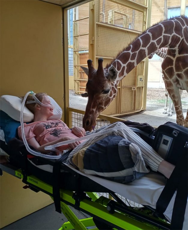 Žirafa zdraví smrtelně nemocnou dívku v rámci posledního přání Žirafa zdraví smrtelně nemocnou dívku v rámci posledního přání