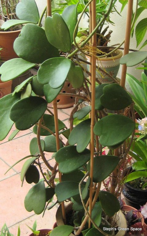 Valentýnská voskovka (Hoya kerrii) Valentýnská voskovka (Hoya kerrii)