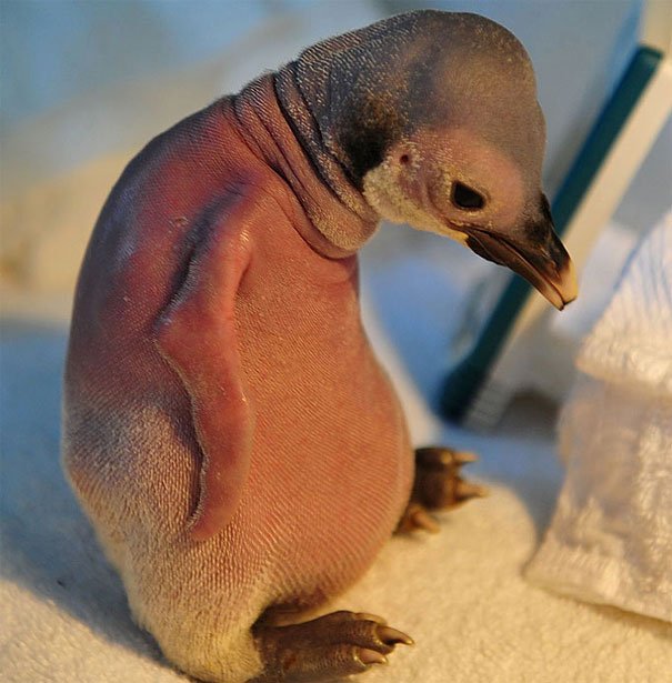 Díky péči chovatelů čínské ZOO v podobě vitamínů a řádné stravy, se tento malý tučňák dočkal krásné srsti Díky péči chovatelů čínské ZOO v podobě vitamínů a řádné stravy, se tento malý tučňák dočkal krásné srsti