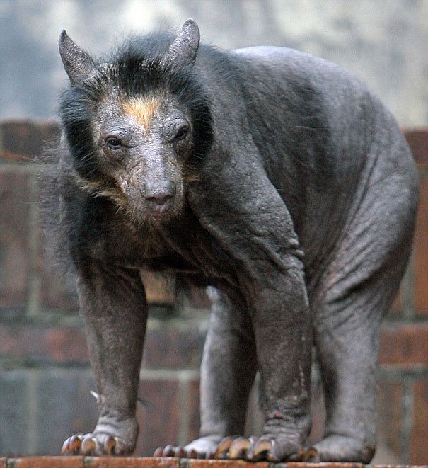 Medvědice bez srsti vypadá rozhodně děsivě. Trpí genetickou poruchou a žije v ZOO Leipzig Medvědice bez srsti vypadá rozhodně děsivě. Trpí genetickou poruchou a žije v ZOO Leipzig