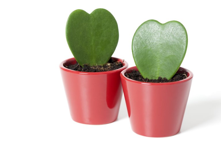 Valentýnská voskovka (Hoya kerrii) Valentýnská voskovka (Hoya kerrii)