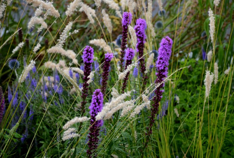 Šuškarda klasnatá (Liatris spicata) Šuškarda klasnatá (Liatris spicata)