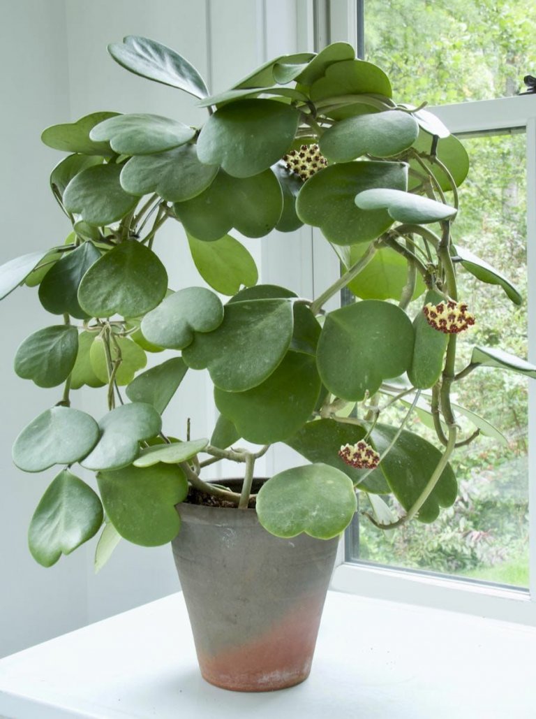 Valentýnská voskovka (Hoya kerrii) Valentýnská voskovka (Hoya kerrii)