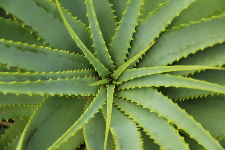 Aloe vera Aloe vera