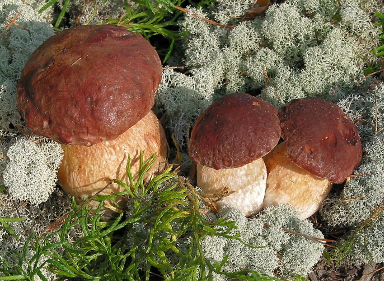 Hřib borový (Boletus pinophilus) Hřib borový (Boletus pinophilus)