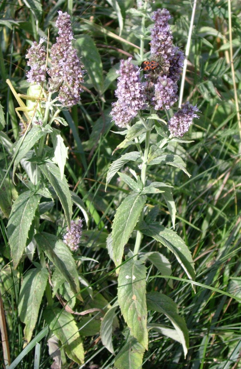 Máta klasnatá (Mentha spicata) Máta klasnatá (Mentha spicata)