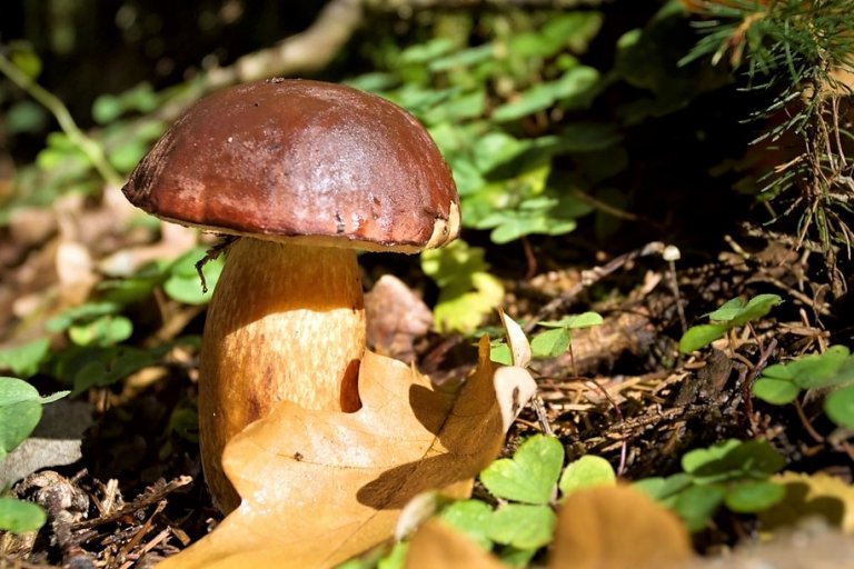 10 nejznámějších hub našich lesů: hřib hnědý (Boletus badius) patří mezi naše nejběžnější a také nejoblíbenější druhy hub 10 nejznámějších hub našich lesů: hřib hnědý (Boletus badius) patří mezi naše nejběžnější a také nejoblíbenější druhy hub