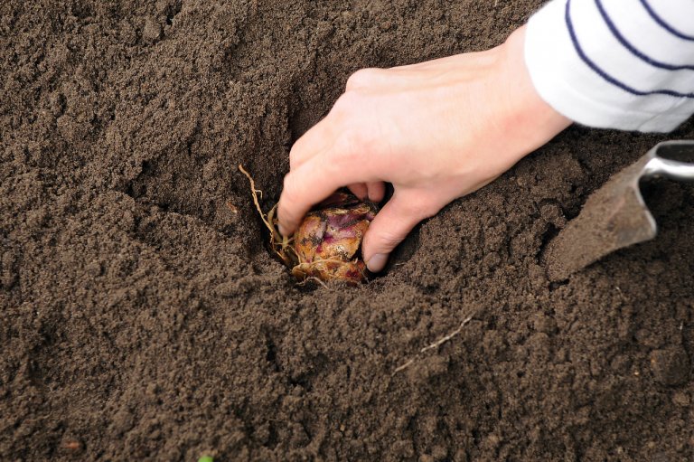 Lilie v zahradě: čím větší cibule, tím hlouběji ji sázíme, optimální hloubka se pohybuje někde okolo dvojnásobku velikosti cibule Lilie v zahradě: čím větší cibule, tím hlouběji ji sázíme, optimální hloubka se pohybuje někde okolo dvojnásobku velikosti cibule