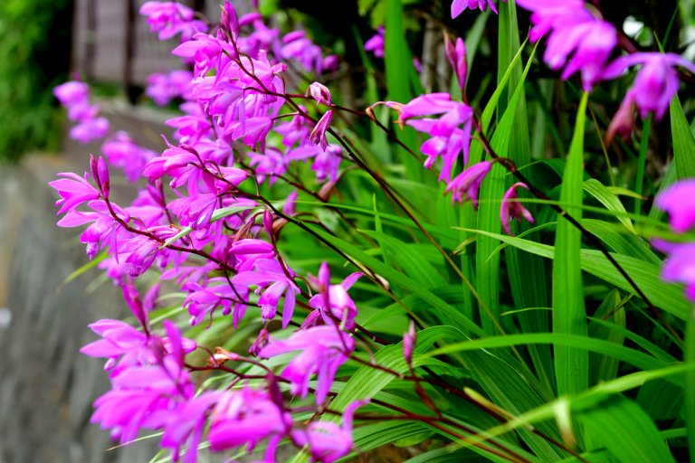 Orchidej vzpřímená (Bletilla Striata) Orchidej vzpřímená (Bletilla Striata)