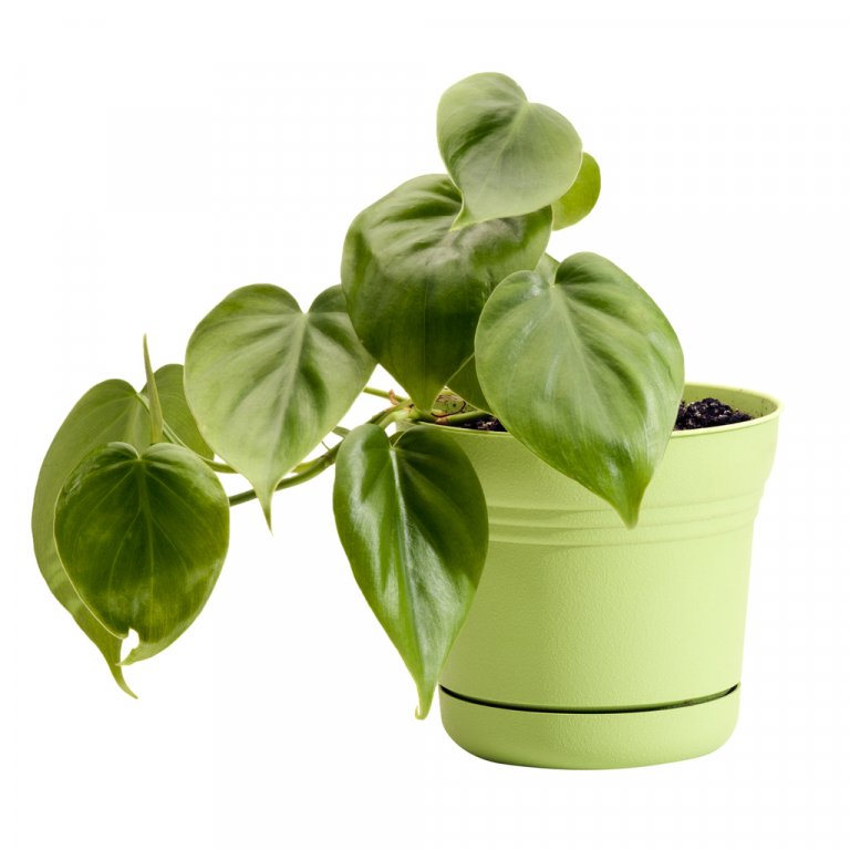 Filodendron Filodendron